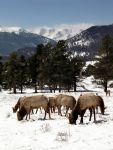Hirsche im Rocky Mountain NP